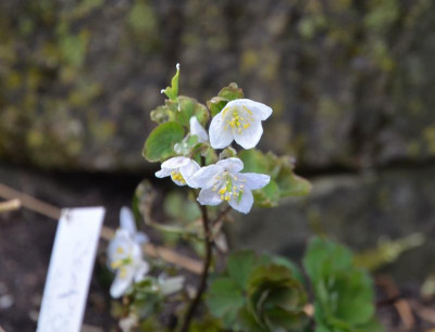 Isopyrum_thalictroides.18-1.jpg