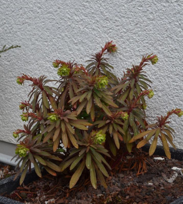 Euphorbia-Martin.18-1.jpg