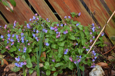 Pulmonaria_Sämling-blau.18-1.jpg