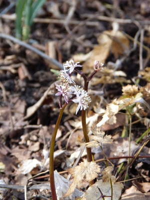2018-04-04 Coptis japonica var. dissecta.jpg