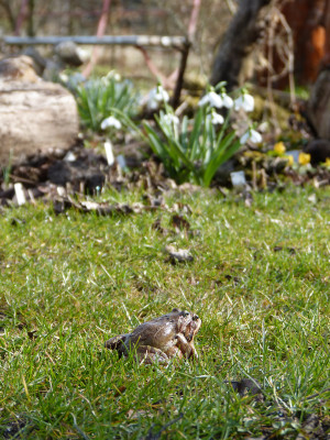 2018-04-04 Gartenimpressionen 1.jpg