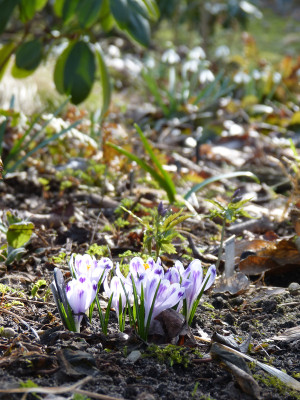 2018-04-04 Crocus heuffelianus 'Snow Princess'.jpg