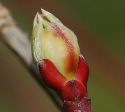 Cornus-controversa-Variegat.jpg