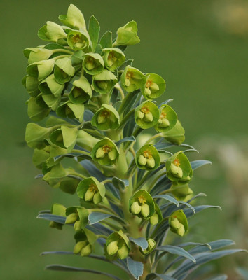 Euphorbia-characias-ssp.jpg