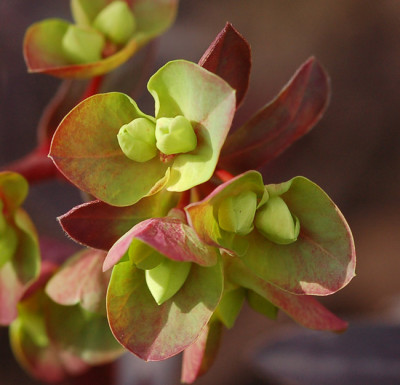 Euphorbia-amygdaloides-Purp.jpg