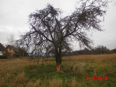 DSCI0923.JPG