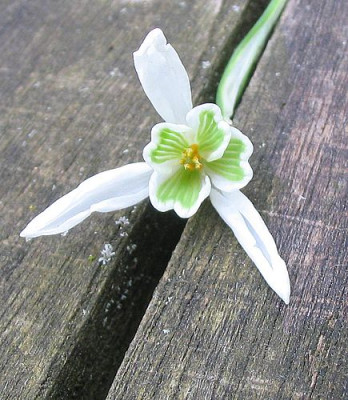 ein_besonderes_Galanthus_fars_2007.jpg