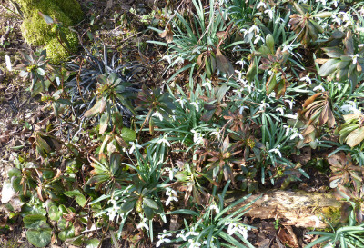 2018-04-04 Euphorbia robbiae.jpg