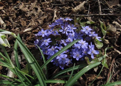 IMG_2205_Hepatica_kasi_3April2018_.jpg