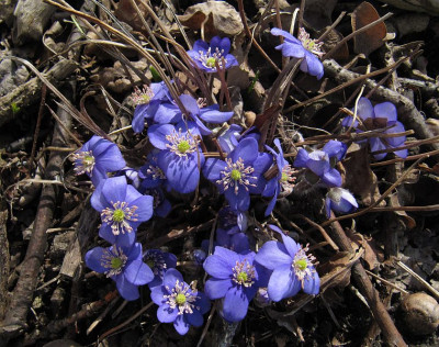 IMG_2211_Hepatica_Lerchenzorn_3April2018_.jpg