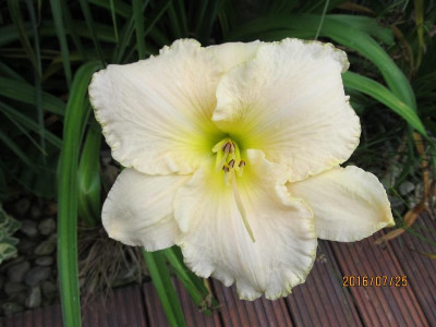 IMG_2331 small.jpg