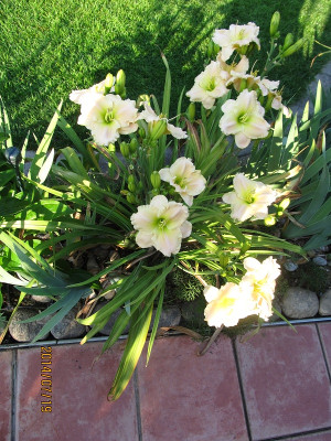 IMG_5445 plant medium.jpg