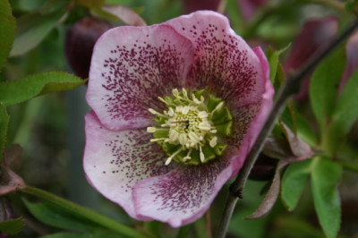 Heleborus1107.jpg