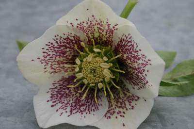 Heleborus1607.jpg