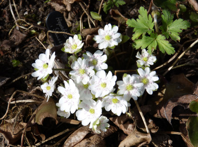 2018-04-04 Hepatica 'Typ Sanssouci'.jpg