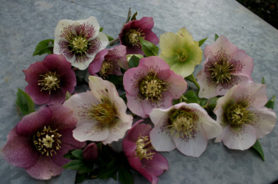Heleborus2207.jpg
