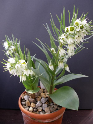 Fritillaria bucharica 04.04.18.JPG