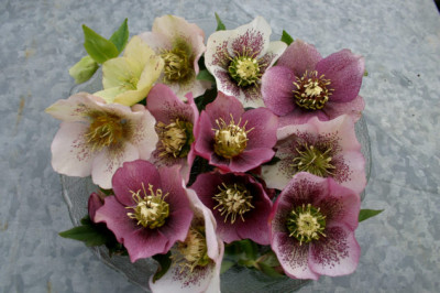 Heleborus2007.jpg