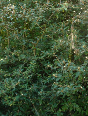 2006-09-10_hecke_vib._utile.jpg