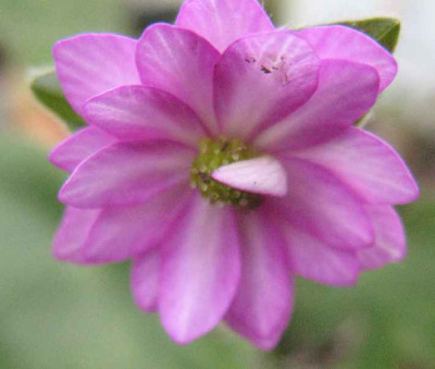 7.3.07._Hepatica_n._var._jap._Kanzashi__026.JPG