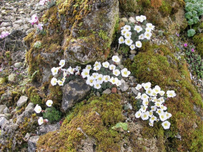 Saxifraga burseriana 04.04.18.JPG