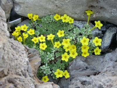 Dionysia tapetodes 04.04.18.JPG