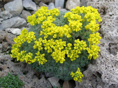 Draba polytricha 04.04.18.JPG