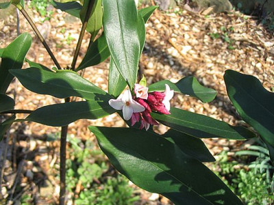 Daphne_odora_fars_2007.jpg