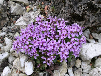 Thlaspi stylosum 04.04.18.JPG