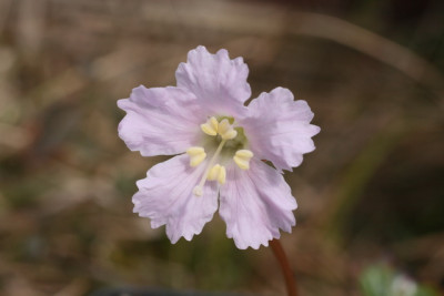 Shortia galacifolia.JPG