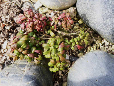 Diapensia lapponica ssp. obovata ...  26.3.18 011.jpg