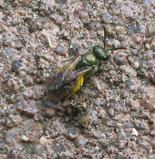 Biene_oder_Wespe_1_1_1.jpg