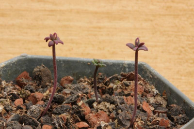 Ranunculus semiverticillatus 05.04.18.jpg