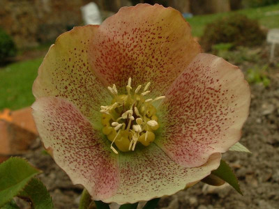 DSCF0011.JPG
