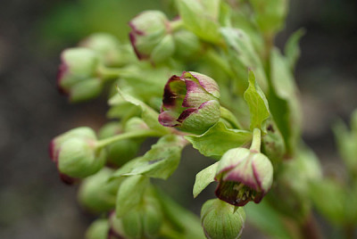 foetidus8.3.07.jpg