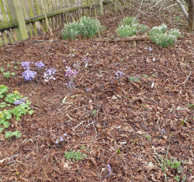Hepatica MGP 180405 1.jpg