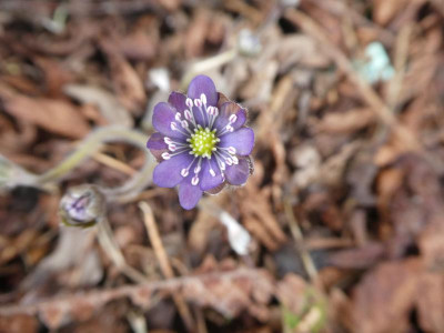 Hepatica 'Oleila' 180405.JPG