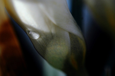 Crocus_9_04-03-2007.jpg