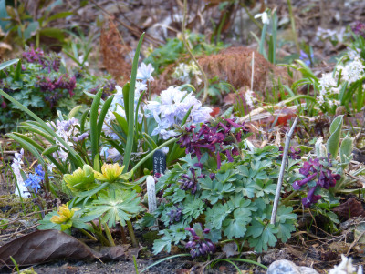 2018-04-06 Gartenimpressionen 1.jpg