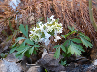 2018-04-06 Corydalis solida.jpg