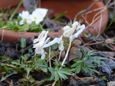2018-04-06 Corydalis 'Bilbo'.jpg