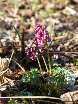 2018-04-06 Corydalis solida 2.jpg