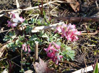 2018-04-06 Corydalis solida 3.jpg