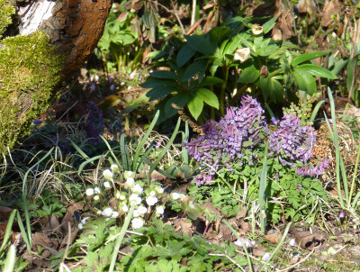 2018-04-06 Gartenimpressionen 2.jpg