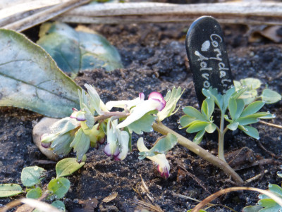 2018-04-06 Corydalis 'Advocet'.jpg