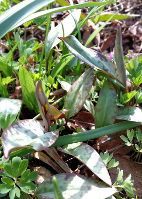 IMG_20180406_124903_eErythronium americanum.jpg