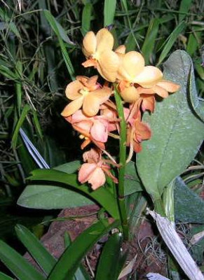 DSCN9277.jpg