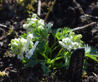Corydalis_solida-WhiteKnight.18-1.jpg