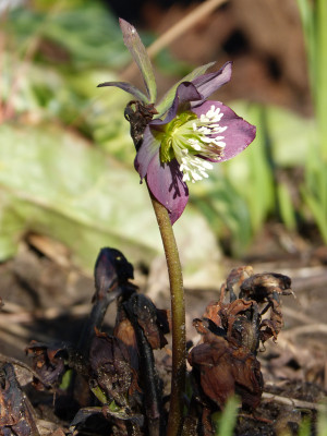 2018-04-06 Helleborus purpurascens.jpg