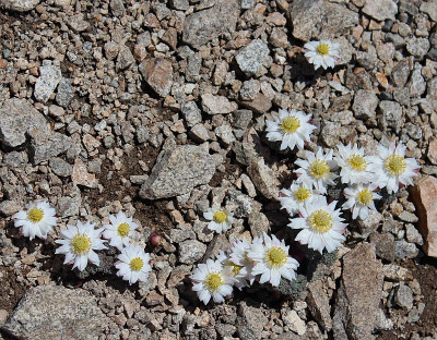Ranunculus semiverticillatus.jpg